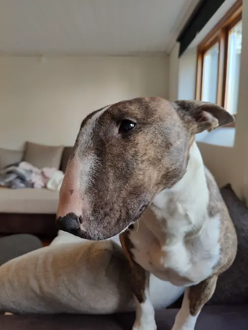 bullterrier närbild