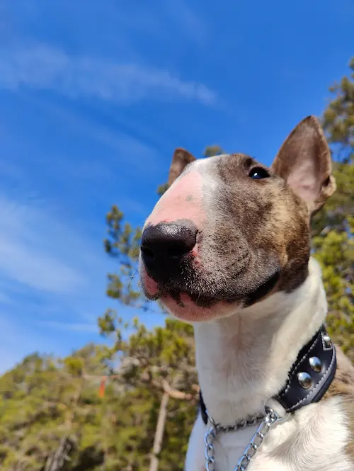 bullterrier närbild2