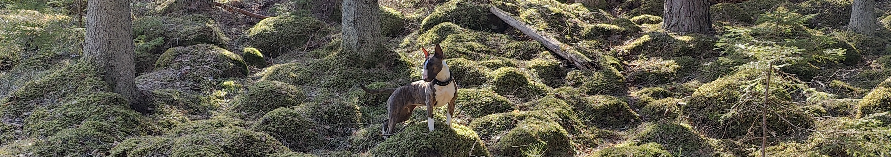 bullterrier i skogen